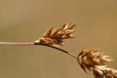 <i>Carex colchica</i>