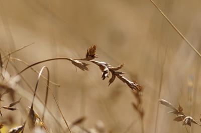 <i>Carex colchica</i>