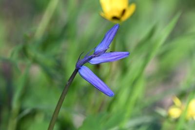 <i>Hyacinthoides non-scripta</i>