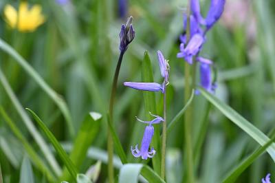 <i>Hyacinthoides non-scripta</i>