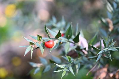 <i>Ruscus aculeatus</i>