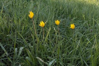 <i>Tulipa sylvestris</i>