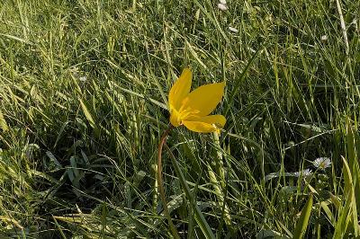 <i>Tulipa sylvestris</i>
