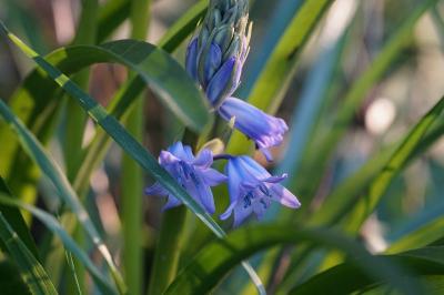<i>Hyacinthoides hispanica</i>