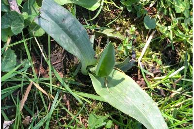 <i>Ophrys</i>