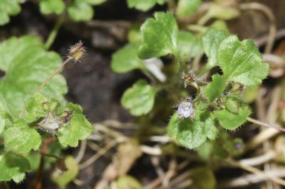 <i>Veronica sublobata</i>