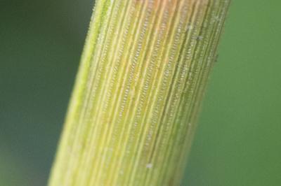 <i>Equisetum x moorei</i>