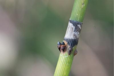 <i>Equisetum x moorei</i>