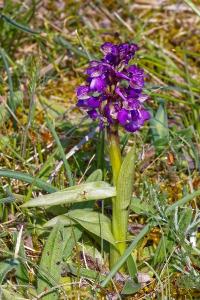 <i>Anacamptis morio</i>