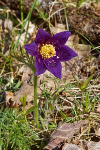 <i>Pulsatilla vulgaris</i>
