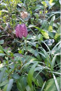 <i>Fritillaria meleagris</i>