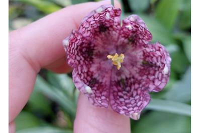 <i>Fritillaria meleagris</i>