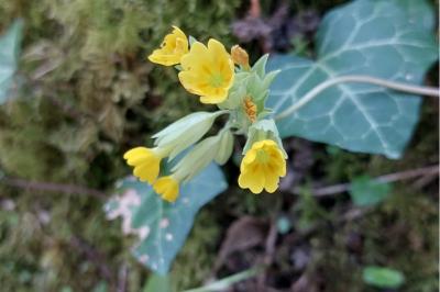 <i>Primula veris</i>