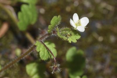 <i>Veronica cymbalaria</i>