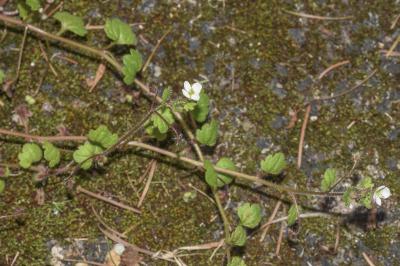 <i>Veronica cymbalaria</i>