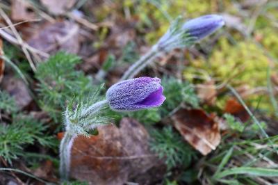 <i>Pulsatilla vulgaris</i>