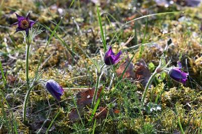 <i>Pulsatilla vulgaris</i>
