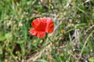 <i>Papaver rhoeas</i>