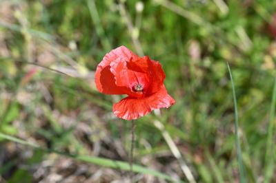 <i>Papaver rhoeas</i>