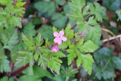 <i>Geranium robertianum</i>