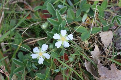 <i>Potentilla montana</i>