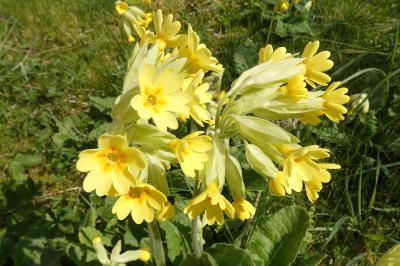 <i>Primula x polyantha</i>