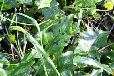 <i>Arum maculatum</i>