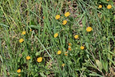 <i>Calendula arvensis</i>