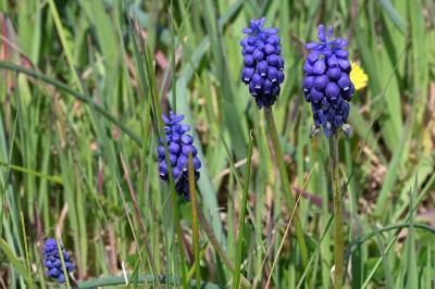 <i>Muscari neglectum</i>