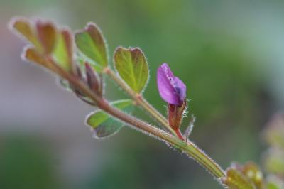 <i>Vicia lathyroides</i>