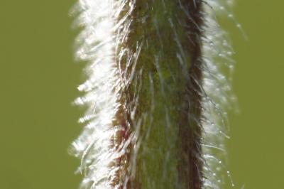 <i>Cerastium arvense</i>