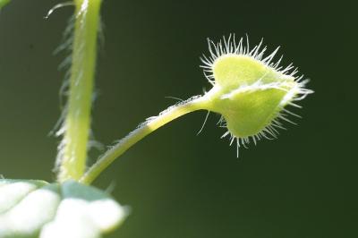 <i>Veronica hederifolia</i>