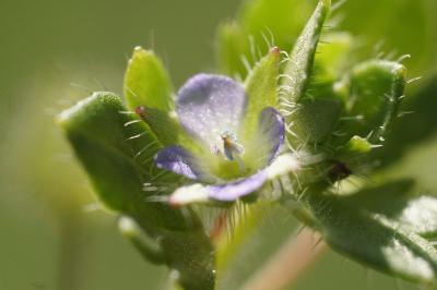 <i>Veronica hederifolia</i>