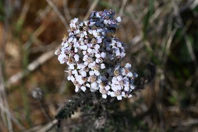 <i>Achillea millefolium</i>