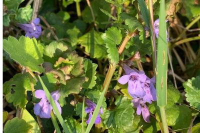 <i>Glechoma hederacea</i>