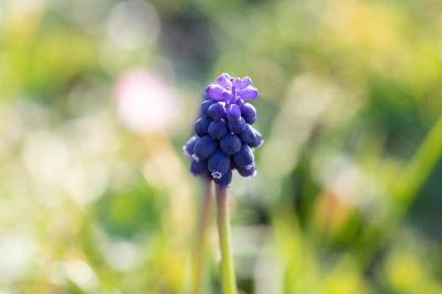 <i>Muscari neglectum</i>