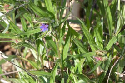 <i>Aegonychon purpurocaeruleum</i>