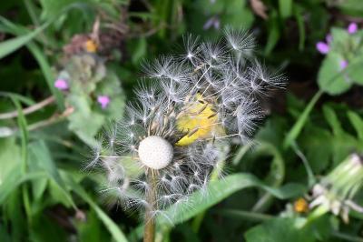<i>Taraxacum officinale</i>