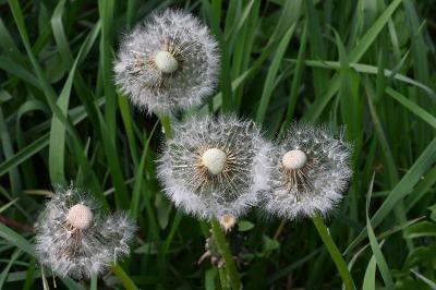<i>Taraxacum officinale</i>