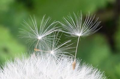 <i>Taraxacum officinale</i>