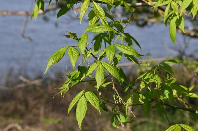 <i>Acer negundo</i>