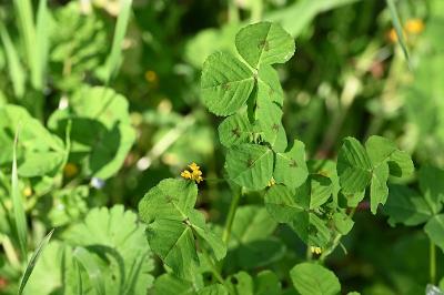 <i>Medicago arabica</i>
