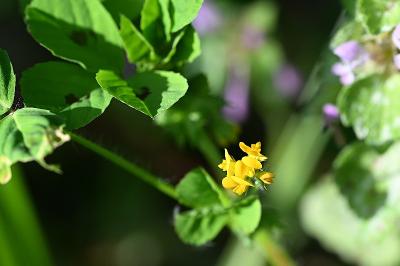 <i>Medicago arabica</i>