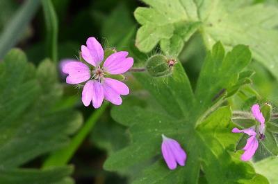 <i>Geranium molle</i>