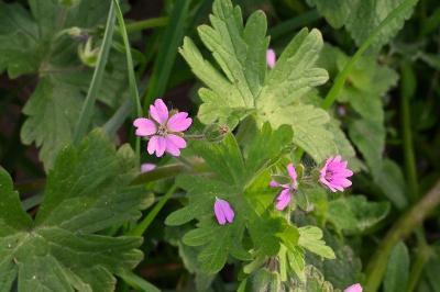 <i>Geranium molle</i>