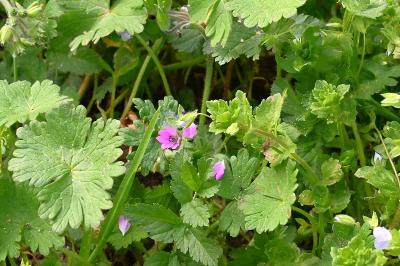 <i>Geranium molle</i>