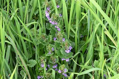 <i>Glechoma hederacea</i>