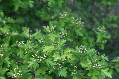 <i>Crataegus monogyna</i>