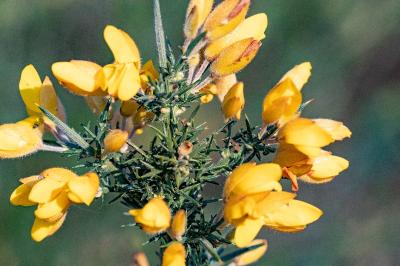 <i>Ulex europaeus</i>