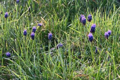 <i>Muscari neglectum</i>